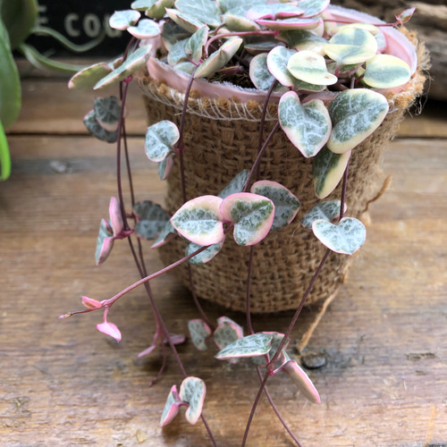 レディーハート♡斑入りハートカズラ♡多肉植物♡垂れ下がり