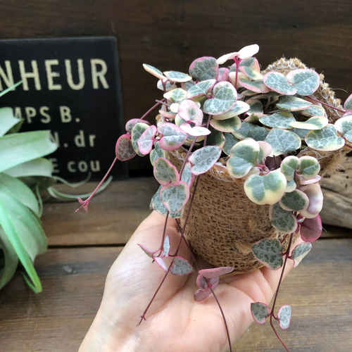 希少✧人気インテリア(❁ᴗ͈ˬᴗ͈) ラブリーハート 斑入り 71cm 4