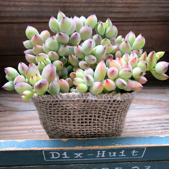 ペンデンス♡ぷっくり多肉植物♡可愛い♡ガーデニング アートフラワー