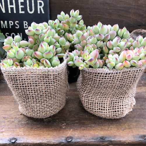 ペンデンス♡ぷっくり多肉植物♡可愛い♡ガーデニング アートフラワー