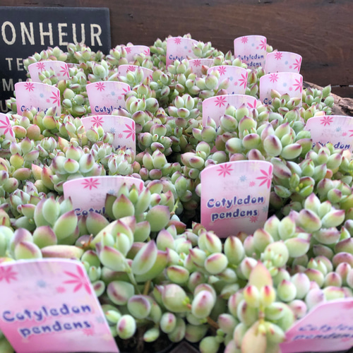 ペンデンス♡ぷっくり多肉植物♡可愛い♡ガーデニング アートフラワー