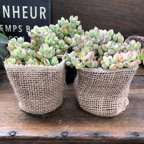 ペンデンス♡ぷっくり多肉植物♡可愛い♡ガーデニング アートフラワー