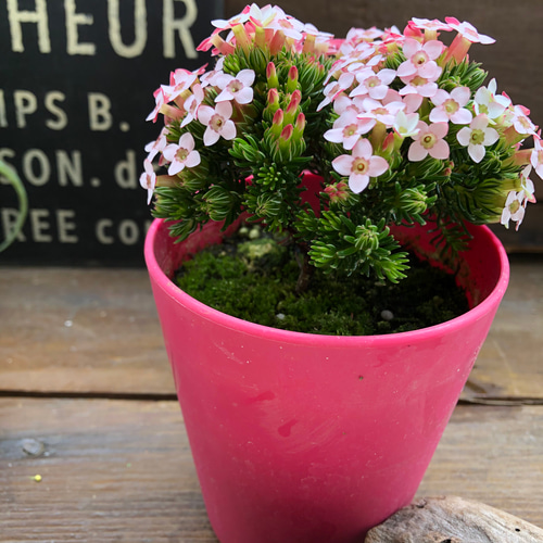 フォーシスターズヒース♡エリカ♡希少♡ガーデニング アート