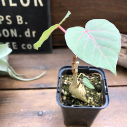 ペティオラリス♡希少品種♡赤い葉脈♡塊根植物 1枚目の画像