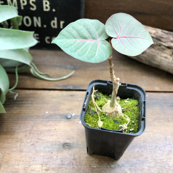 ペティオラリス♡希少品種♡赤い葉脈♡塊根植物 5枚目の画像