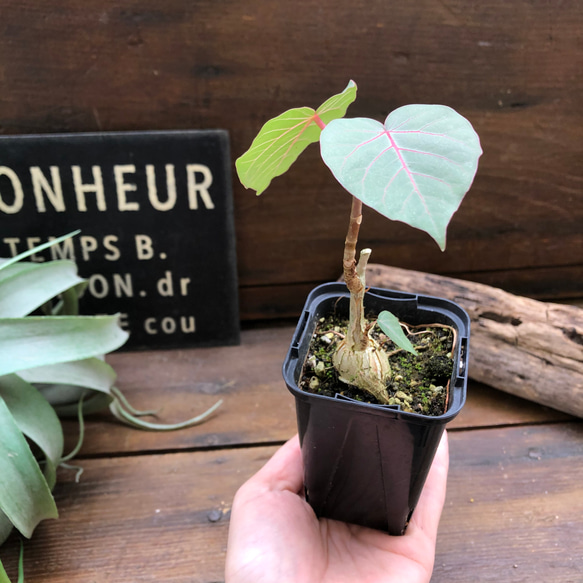 ペティオラリス♡希少品種♡赤い葉脈♡塊根植物 9枚目の画像