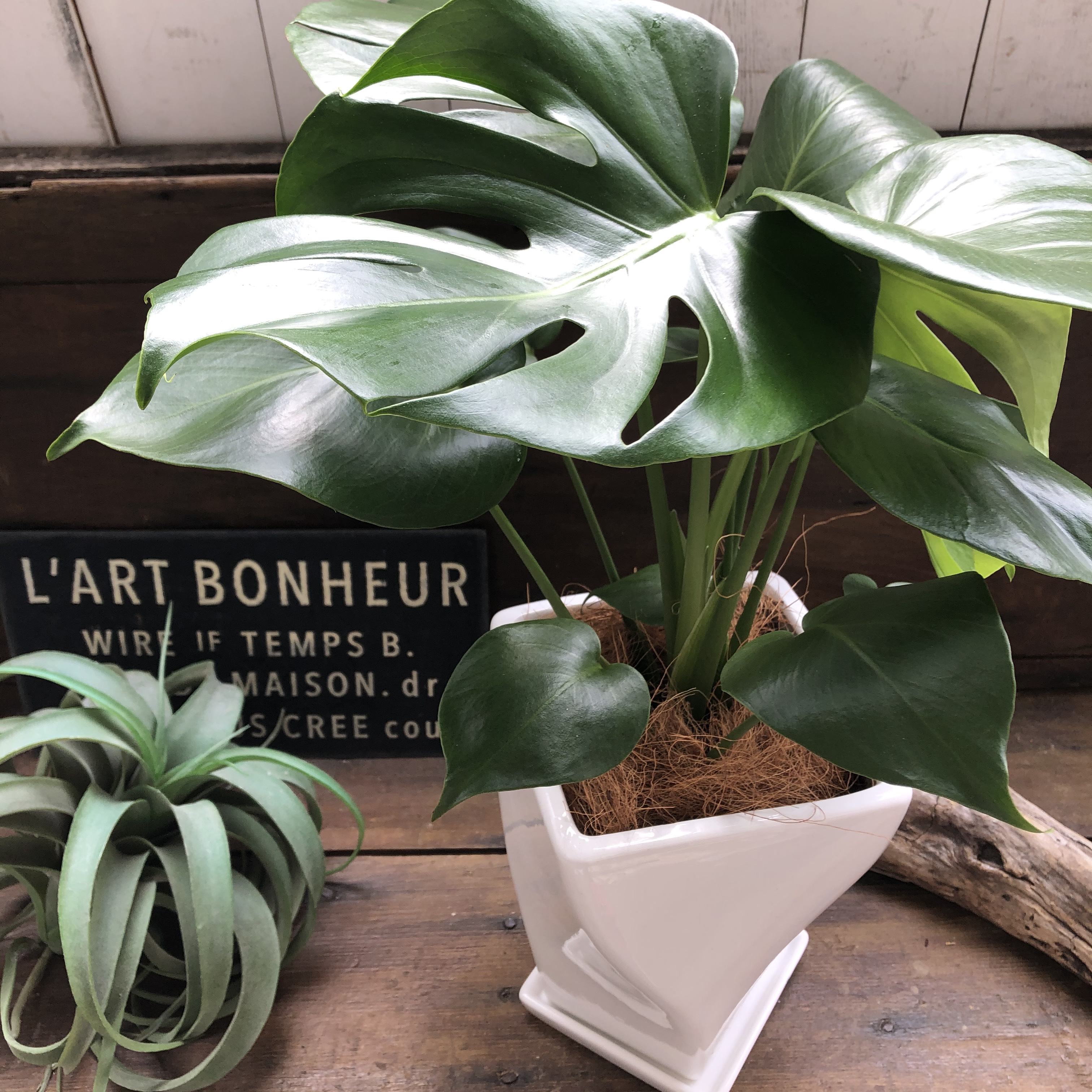 産地直送 モンステラ♡希少♡白陶器鉢♡立派な観葉植物♡ アート