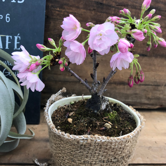 一才桜♡立派な鉢植え♡スタンド木立仕立て♡希少 3枚目の画像