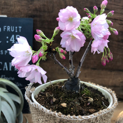 一才桜♡立派な鉢植え♡スタンド木立仕立て♡希少 7枚目の画像