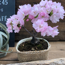 一才桜♡立派な鉢植え♡スタンド木立仕立て♡希少 9枚目の画像