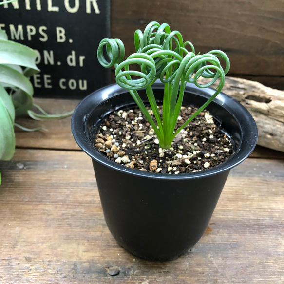 アルブカ♡スピラリス♡くるくる♡希少♡多肉植物♡ガーデニング 10枚目の画像