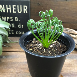 アルブカ♡スピラリス♡くるくる♡希少♡多肉植物♡ガーデニング 2枚目の画像