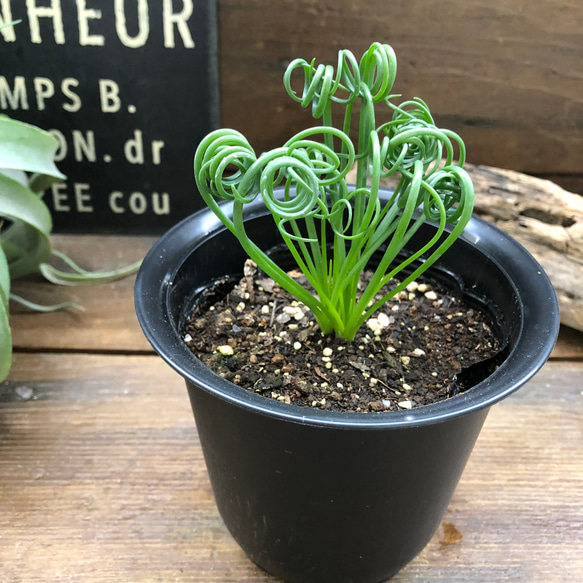 アルブカ♡スピラリス♡くるくる♡希少♡多肉植物♡ガーデニング 8枚目の画像