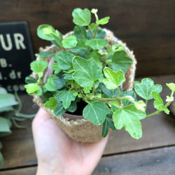 ダックフット♡アヒルの足型♡ヘデラ♡観葉植物 4枚目の画像