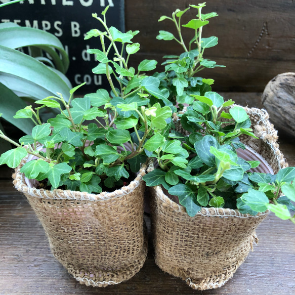 ダックフット♡アヒルの足型♡ヘデラ♡観葉植物 6枚目の画像