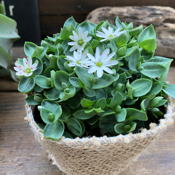 雪花火♡毎年咲きます♡グランドカバーに♡ガーデニング♡観葉植物♡可愛い 3枚目の画像