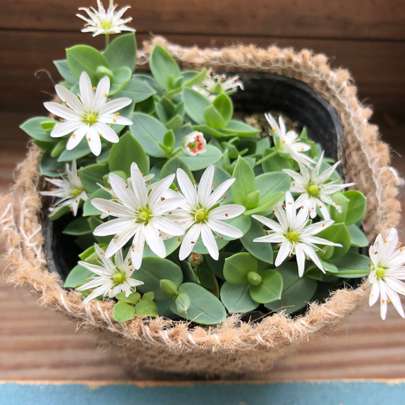 雪花火♡毎年咲きます♡グランドカバーに♡ガーデニング♡観葉植物♡可愛い 6枚目の画像