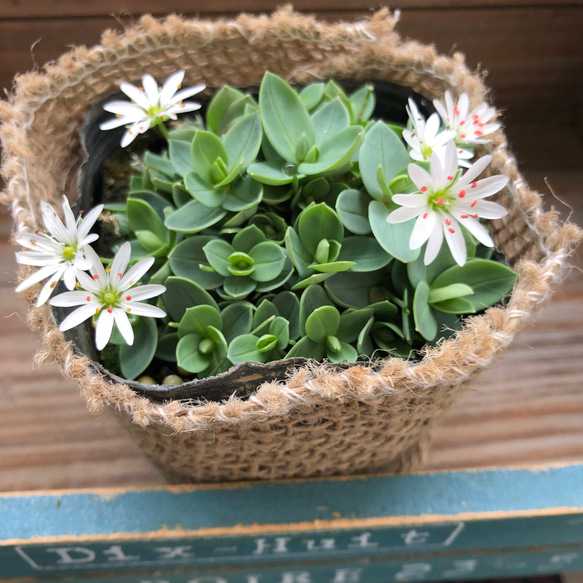 雪花火♡毎年咲きます♡グランドカバーに♡ガーデニング♡観葉植物♡可愛い 8枚目の画像