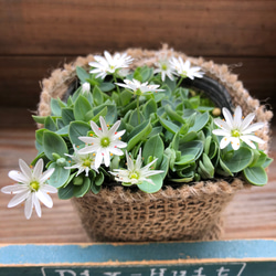 雪花火♡毎年咲きます♡グランドカバーに♡ガーデニング♡観葉植物♡可愛い 7枚目の画像