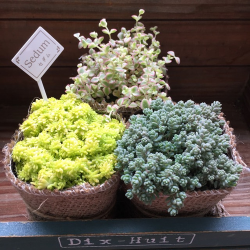 ♡寄せ植えセット♡多肉植物♡ お得♡多肉植物16個セット♡根付き♡寄せ植え♡ アートフラワー
