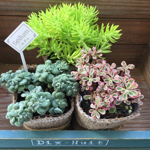 セダム3個セット♡寄せ植え♡多肉植物♡ガーデニング