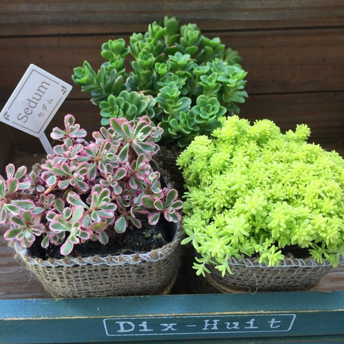 セダム3個セット♡寄せ植え♡多肉植物♡ガーデニング♡インテリア