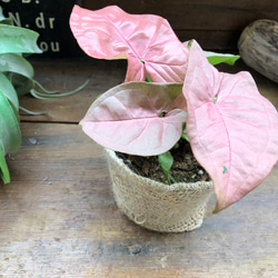 ネオン♡アンティークピンク♡シンゴニウム♡ネオン♡観葉植物♡ガーデニング 5枚目の画像