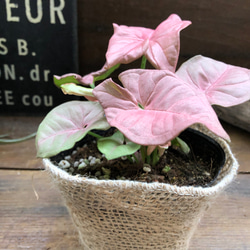 ネオン♡アンティークピンク♡シンゴニウム♡ネオン♡観葉植物♡ガーデニング 7枚目の画像