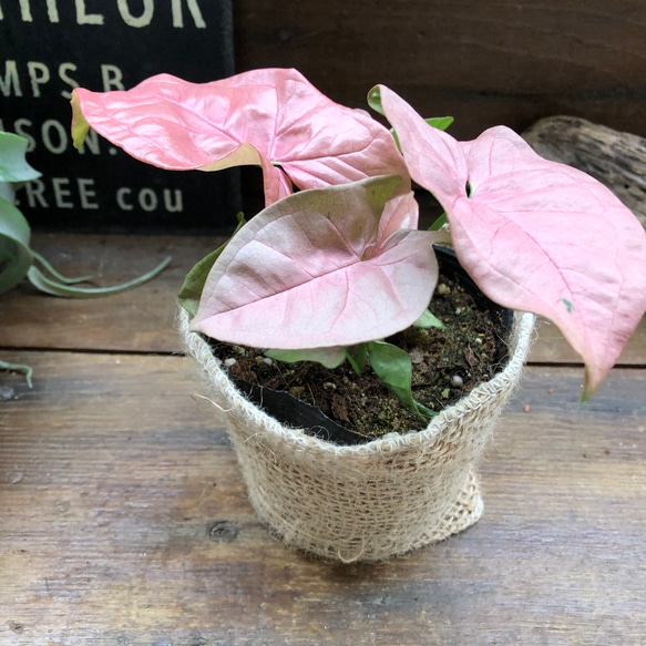 ネオン♡アンティークピンク♡シンゴニウム♡ネオン♡観葉植物♡ガーデニング 8枚目の画像