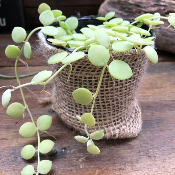 ヌンムラリア♡ディスキディア♡希少♡観葉植物 2枚目の画像