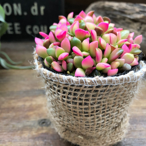 桜吹雪(^^)多肉植物　正規品♡桜吹雪入荷しました！！ 桜吹雪 ダイソーの300円多肉、サクラフブキです。 1年後には