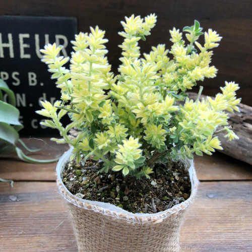 ロータスブリムストーン♡ふわふわ♡人気♡寄せ植え アートフラワー