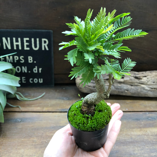 ミニサイズ♡木立♡エバーフレッシュ♡観葉植物 アートフラワー パリ