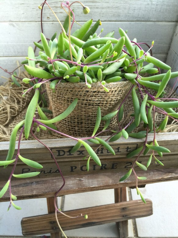 ルビーネックレス♡垂れ下がり♡ガーデニング♡観葉植物♡多肉植物♡インテリア♡ナチュラル雑貨♡ 1枚目の画像