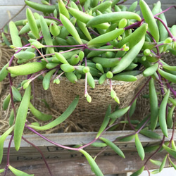 ルビーネックレス♡垂れ下がり♡ガーデニング♡観葉植物♡多肉植物♡インテリア♡ナチュラル雑貨♡ 2枚目の画像