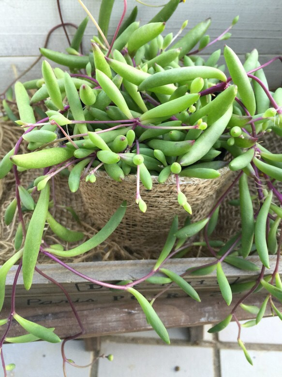 ルビーネックレス♡垂れ下がり♡ガーデニング♡観葉植物♡多肉植物♡インテリア♡ナチュラル雑貨♡ 2枚目の画像