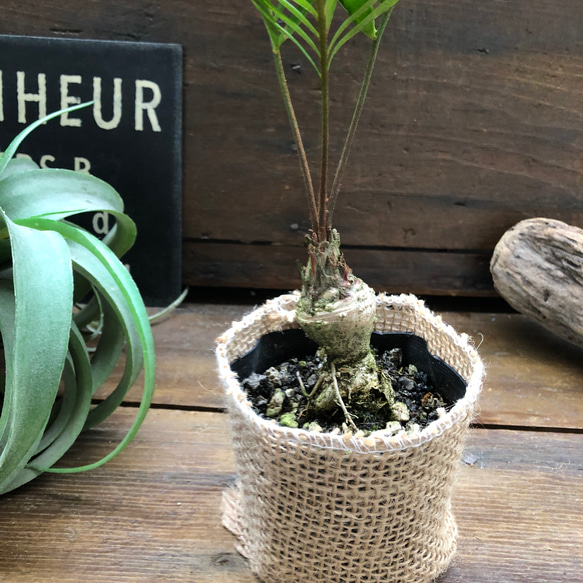 メキシコソテツ♡ザミア♡塊根植物♡立派♡観葉植物 3枚目の画像