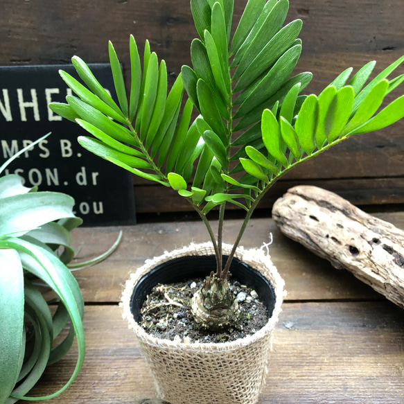 メキシコソテツ♡ザミア♡塊根植物♡立派♡観葉植物 4枚目の画像