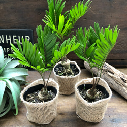 メキシコソテツ♡ザミア♡塊根植物♡立派♡観葉植物 5枚目の画像