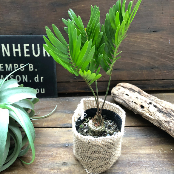 メキシコソテツ♡ザミア♡塊根植物♡立派♡観葉植物 6枚目の画像