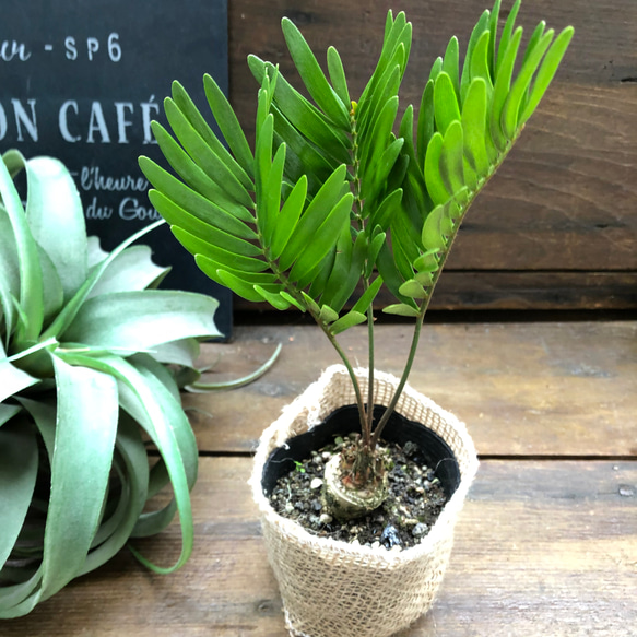 メキシコソテツ♡ザミア♡塊根植物♡立派♡観葉植物 8枚目の画像