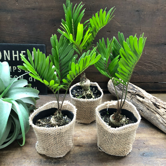 メキシコソテツ♡ザミア♡塊根植物♡立派♡観葉植物 10枚目の画像