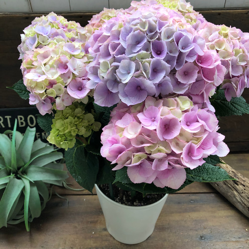 ピンクマーブルソーダ♡可愛い♡アジサイ♡紫陽花♡ アートフラワー 