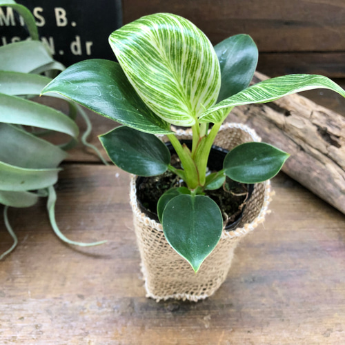 バーキン♡希少♡フィロデンドロン♡観葉植物♡斑入り アートフラワー