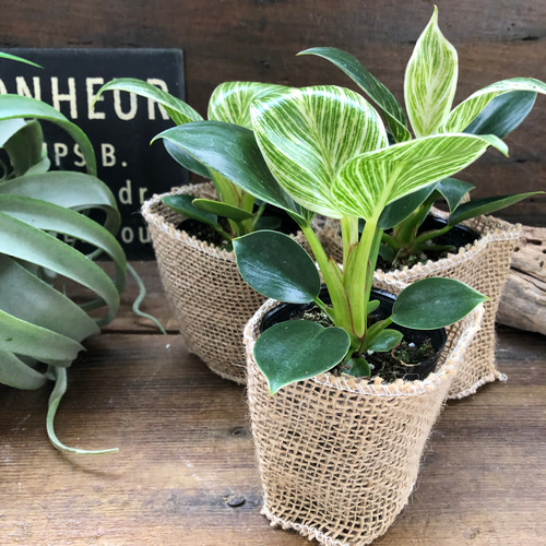 バーキン♡希少♡フィロデンドロン♡観葉植物♡斑入り アートフラワー