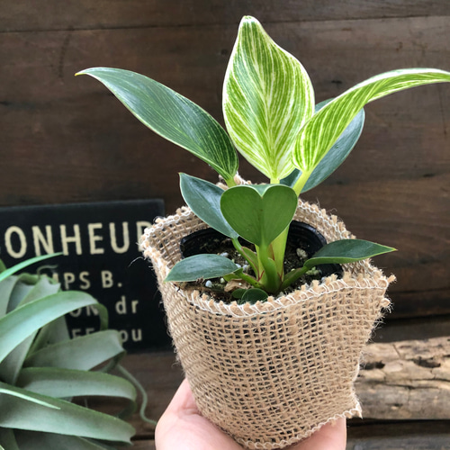 バーキン♡希少♡フィロデンドロン♡観葉植物♡斑入り アートフラワー