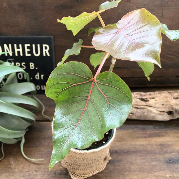 ペティオラリス♡希少品種♡赤い葉脈♡塊根植物 2枚目の画像