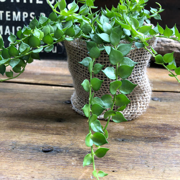 ミリオンハート♡ディスキディア♡観葉植物♡垂れ下がり 7枚目の画像