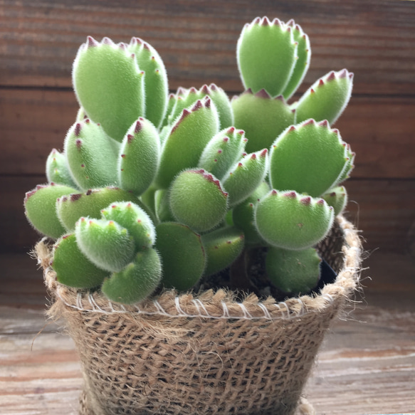 熊童子♡熊の手♡多肉植物♡可愛い 2枚目の画像