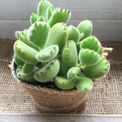 熊童子♡熊の手♡多肉植物♡可愛い 3枚目の画像